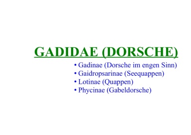 Gadidae (Dorsche) 
