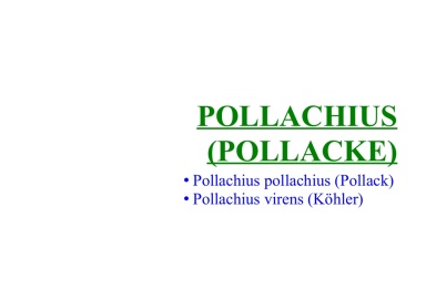Pollachius (Pollacke) 