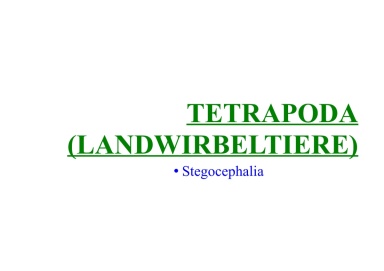 Tetrapoda (land vertebrates)