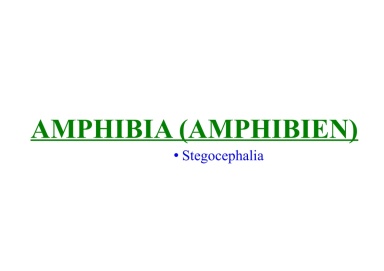 Amphibia (amphibians)