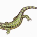 † Solenodonsaurus janenschi (vor etwa 323,2 bis 298,9 Millionen Jahren)