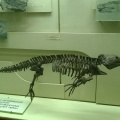 † Platyoposaurus stuckenbergi (vor etwa 272,3 bis 259,9 Millionen Jahren)