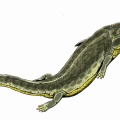 † Benthosuchus sushkini (vor etwa 251,9 bis 247,2 Millionen Jahren)