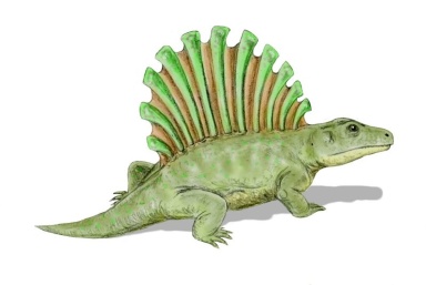 † Platyhystrix rugosus (vor etwa 303,7 bis 272,3 Millionen Jahren)