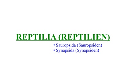 Reptilia (Reptilien) 