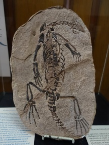 † Claudiosaurus germaini (vor etwa 259,9 bis 251,9 Millionen Jahren)