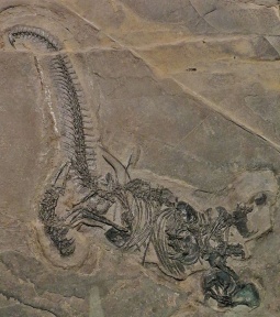 † Drepanosaurus unguicaudatus (vor etwa 235 bis 201,3 Millionen Jahren)