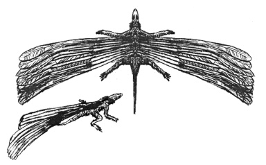 † Longisquama insignis (vor etwa 247,2 bis 201,3 Millionen Jahren)