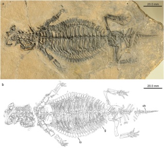 † Eusaurosphargis dalsassoi (vor etwa 247,2 bis 235 Millionen Jahren)