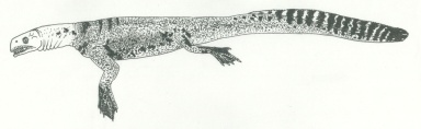 † Helveticosaurus zollingeri (vor etwa 247,2 bis 235 Millionen Jahren)