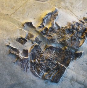 † Helveticosaurus zollingeri (vor etwa 247,2 bis 235 Millionen Jahren)