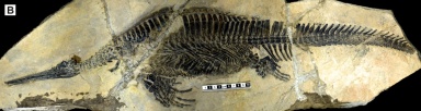 † Hupehsuchus nanchangensis (vor etwa 251,2 bis 247,2 Millionen Jahren)