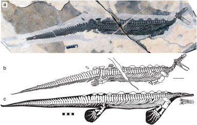 † Eretmorhipis carrolldongi (vor etwa 251,9 bis 247,2 Millionen Jahren)