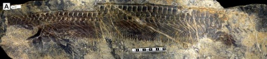 † Parahupehsuchus longus (vor etwa 251,2 bis 247,2 Millionen Jahren)