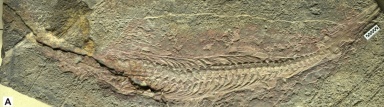 † Nanchangosaurus suni (vor etwa 247,2 bis 242 Millionen Jahren)