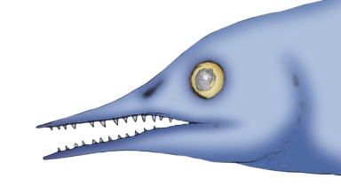 † Parvinatator wapitiensis (vor etwa 251,9 bis 235 Millionen Jahren)