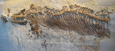 † Cymbospondylus buchseri (vor etwa 251,2 bis 235 Millionen Jahren)