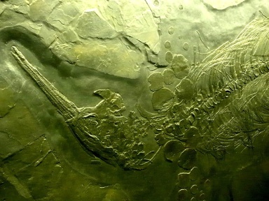 † Besanosaurus leptorhyncus (vor etwa 247,2 bis 235 Millionen Jahren)