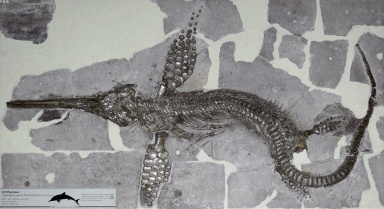 † Leptonectes tenuirostris (vor etwa 208,5 bis 182,7 Millionen Jahren)