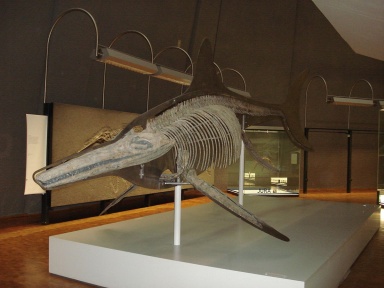 † Temnodontosaurus trigonodon (vor etwa 201,3 bis 174,1 Millionen Jahren)