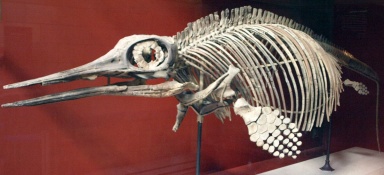 † Ophthalmosaurus icenicus (vor etwa 166,1 bis 145 Millionen Jahren)