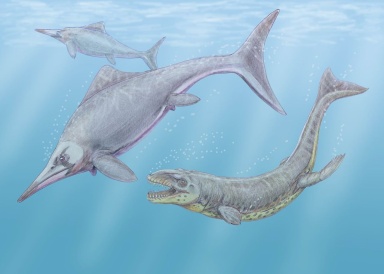 † Caypullisaurus bonapartei (vor etwa 152,1 bis 139,3 Millionen Jahren)