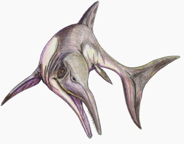 † Platypterygius sp. (vor etwa 145 bis 93,9 Millionen Jahren)
