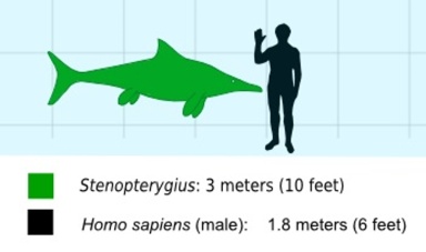 † Stenopterygius sp. (vor etwa 182,7 bis 174,1 Millionen Jahren)