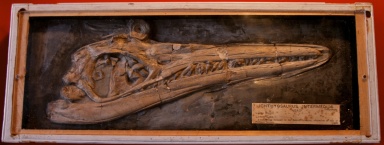 † Ichthyosaurus intermedius (vor etwa 201,3 bis 190,8 Millionen Jahren)