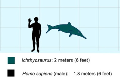 † Ichthyosaurus sp. (vor etwa 201,3 bis 190,8 Millionen Jahren)
