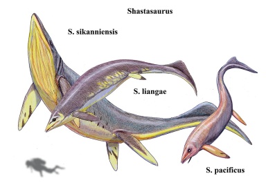 † Shastasaurus_sp. (vor etwa 247,2 bis 201,3 Millionen Jahren)