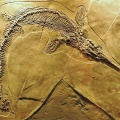 † Mixosaurus cornalianus (vor etwa 247,2 bis 235 Millionen Jahren)