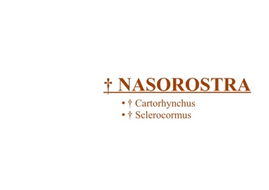 † Nasorostra