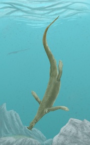 † Atopodentatus unicus (vor etwa 247,2 bis 242 Millionen Jahren)