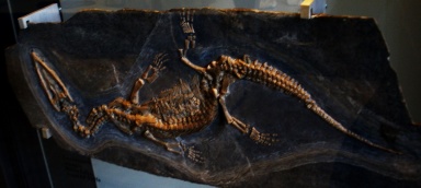 † Ceresiosaurus calcagnii (vor etwa 247,2 bis 228 Millionen Jahren)