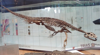 † Simosaurus gaillardoti (vor etwa 247,2 bis 235 Millionen Jahren)