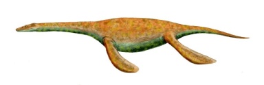 † Pistosaurus longaevus (vor etwa 247,2 bis 235 Millionen Jahren)