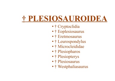 † Plesiosauroidea