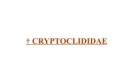 † Cryptoclididae