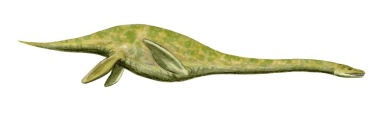 † Muraenosaurus leedsii (vor etwa 166,1 bis 163,5 Millionen Jahren)