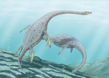 † Muraenosaurus leedsii (vor etwa 166,1 bis 163,5 Millionen Jahren)