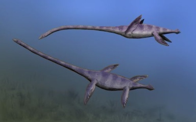 † Elasmosaurus platyurus (vor etwa 83,6 bis 72 Millionen Jahren)