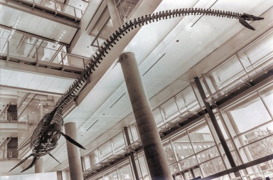 † Elasmosaurus platyurus (vor etwa 83,6 bis 72 Millionen Jahren)
