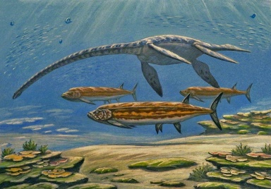 † Styxosaurus sp. (vor etwa 83,6 bis 72 Millionen Jahren)