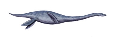 † Mauisaurus haasti (vor etwa 83,6 bis 72 Millionen Jahren)