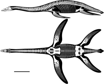 † Brancasaurus brancai (vor etwa 145 bis 139,3 Millionen Jahren)