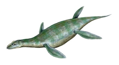 † Umoonasaurus demoscyllus (vor etwa 126,3 bis 100,5 Millionen Jahren)