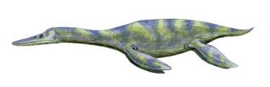 † Dolichorhynchops osborni (vor etwa 100,5 bis 66 Millionen Jahren)