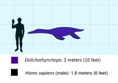 † Dolichorhynchops sp. (vor etwa 100,5 bis 66 Millionen Jahren)