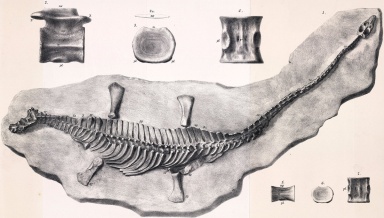 † Microcleidus homalospondylus (vor etwa 182,7 bis 174,1 Millionen Jahren)